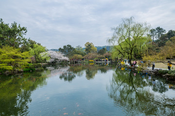 杭州西湖花巷观鱼春天风光