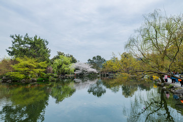 杭州西湖花巷观鱼春天风光