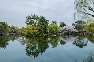 杭州西湖花巷观鱼春天风光