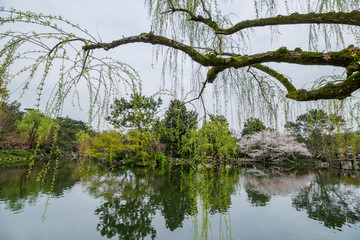 杭州西湖花巷观鱼春天风光