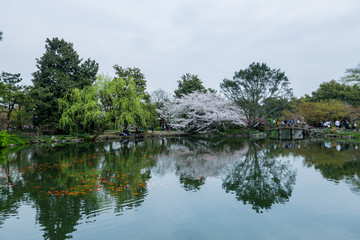 杭州西湖花巷观鱼春天风光