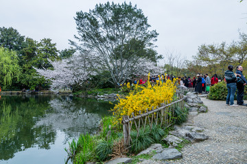 杭州西湖花巷观鱼春天风光