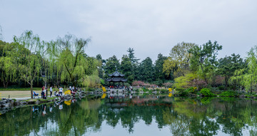 杭州西湖花巷观鱼春天风光