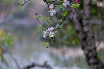 杭州西湖花巷观鱼春天风光