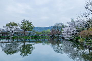 杭州西湖花巷观鱼春天风光