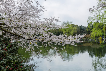 杭州西湖花巷观鱼春天风光