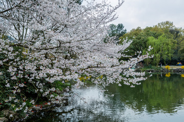 杭州西湖花巷观鱼春天风光