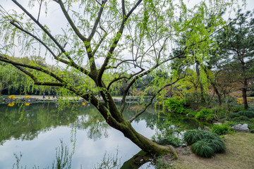 杭州西湖花巷观鱼春天风光