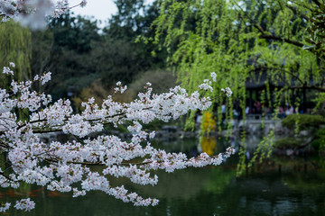 杭州西湖花巷观鱼春天风光