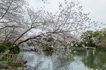 杭州西湖花巷观鱼春天风光