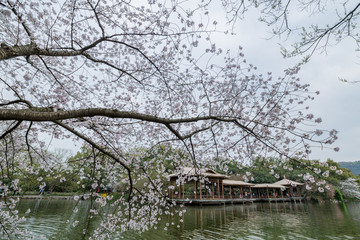 杭州西湖花巷观鱼春天风光