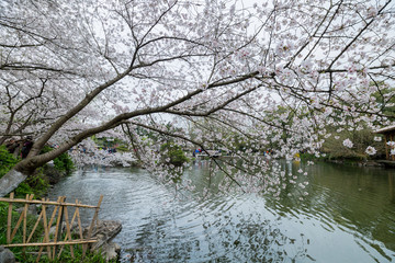 杭州西湖花巷观鱼春天风光