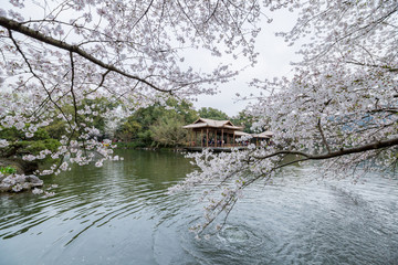 杭州西湖花巷观鱼春天风光