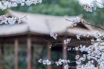 杭州西湖花巷观鱼春天风光