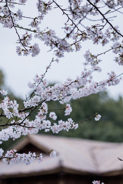 杭州西湖花巷观鱼春天风光