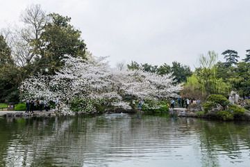 杭州西湖花巷观鱼春天风光