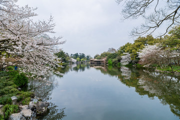 杭州西湖花巷观鱼春天风光