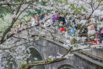 杭州西湖太子湾公园樱花