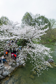 杭州西湖太子湾公园春天樱花