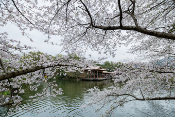 杭州西湖花港观鱼公园春天樱花