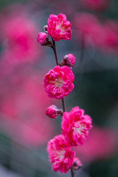 杭州西湖植物园梅花