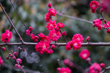 杭州西湖植物园梅花