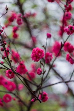 杭州西湖植物园梅花