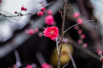 杭州西湖植物园梅花