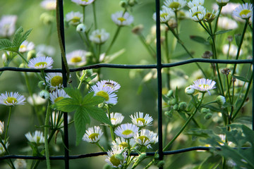 野菊