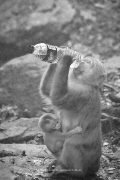 猕猴喝水
