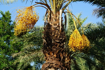 棕榈树果实