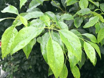 雨后的树叶