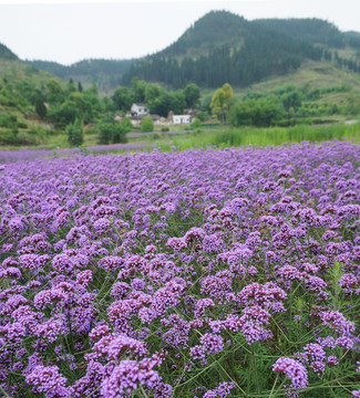 马鞭草