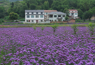 马鞭草