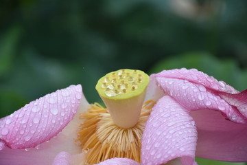 白衣古镇荷花