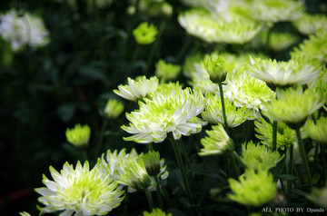 菊花花蕊