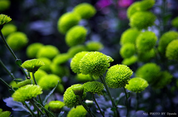 菊花素材