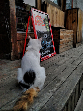 酒吧门前的猫