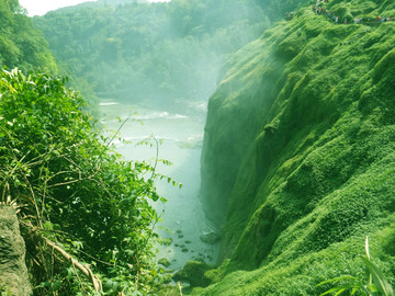 黄果树