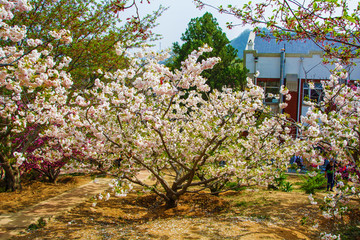 龙王塘樱花园白色樱花树