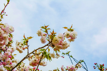 龙王塘樱花园白色樱花树枝