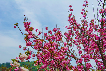 龙王塘樱花园粉色樱花树枝