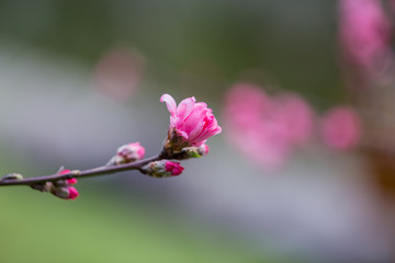 杭州西湖植物园桃花