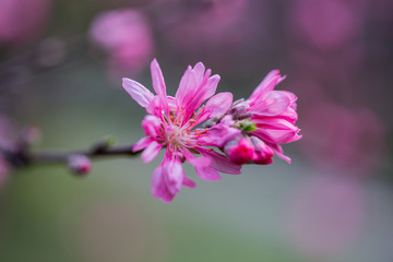 杭州西湖植物园桃花