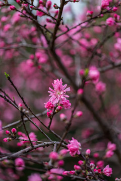 杭州西湖植物园桃花