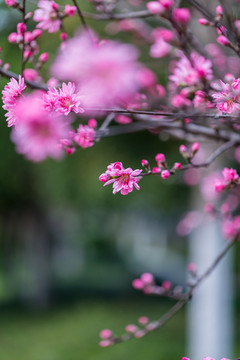 杭州西湖植物园桃花