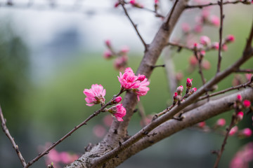 杭州西湖植物园桃花