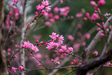 杭州西湖植物园桃花