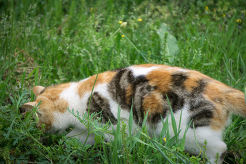 草丛中的小猫