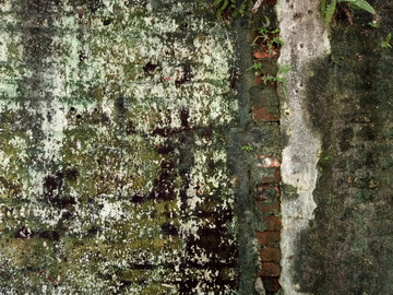 布满绿苔藓的青砖老墙